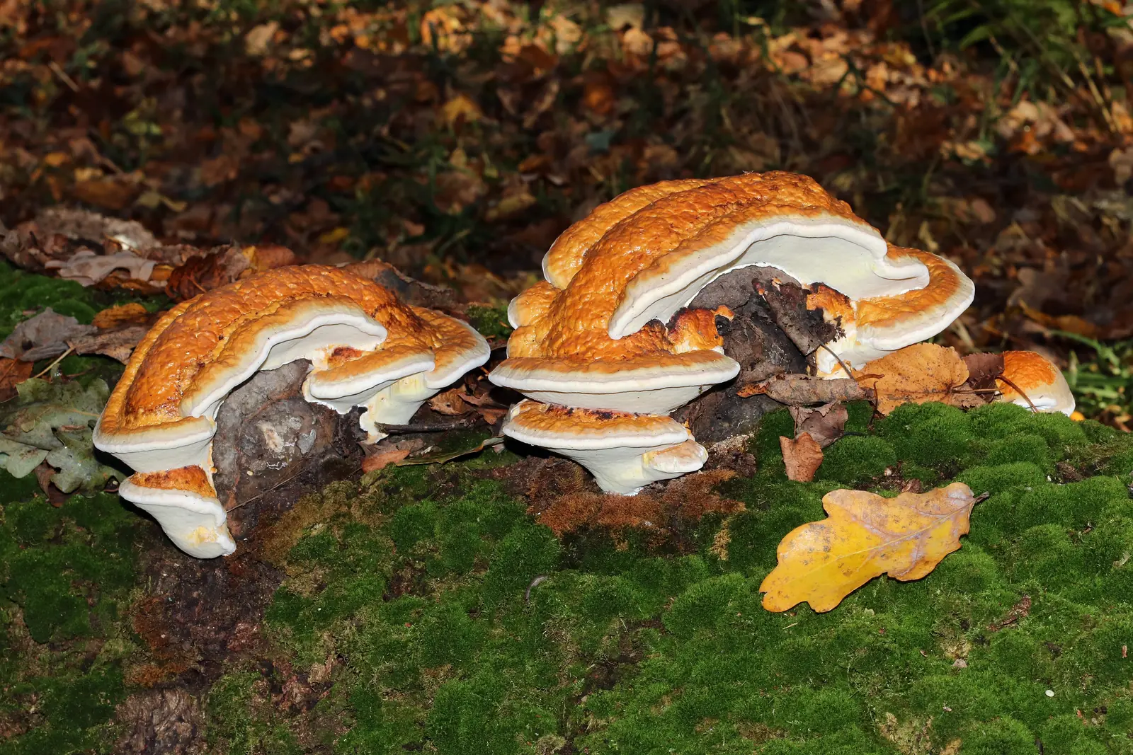 Hongos poliporos creciendo sobre musgo en el bosque