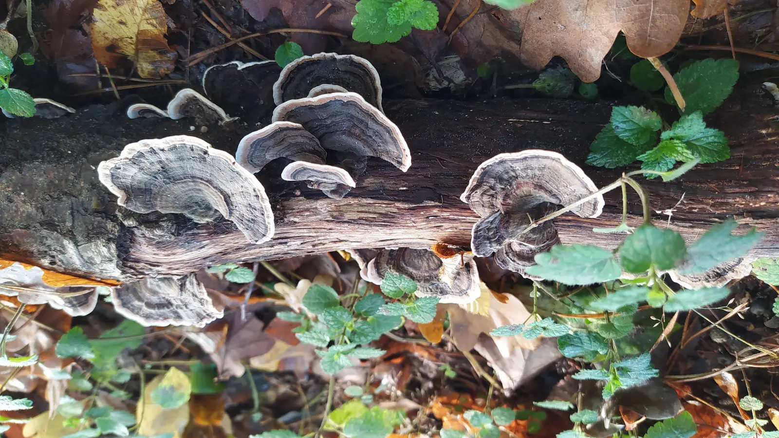 Trametes sobre un tronco caído: descomponedores de la madera