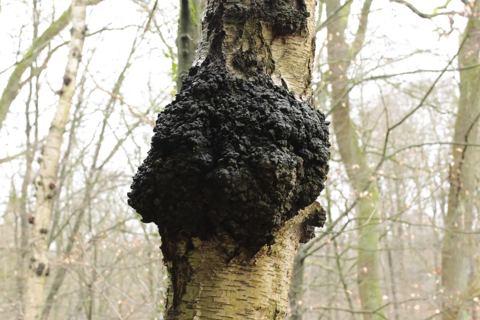 Chaga (Inonotus obliquus) en el tronco de un abedul