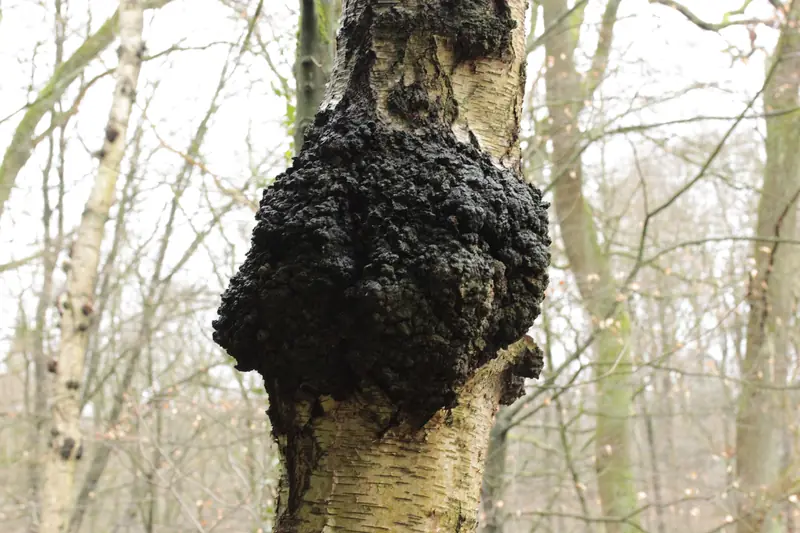 Chaga (Inonotus obliquus) en el tronco de un abedul