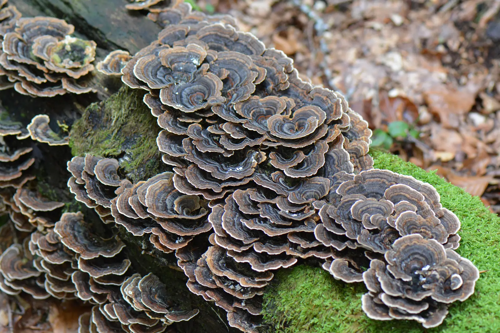 Cola de pavo (Trametes versicolor) sobre madera muerta