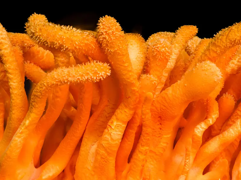 Cordyceps militaris cultivado: la fuente real de cordicepina