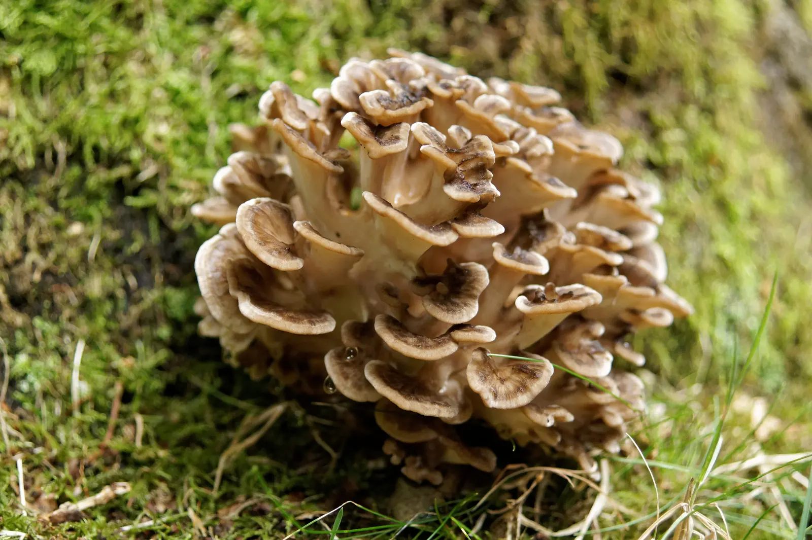 Las rosetas superpuestas del maitake