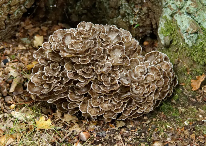 Maitake (Grifola frondosa) al pie de un árbol