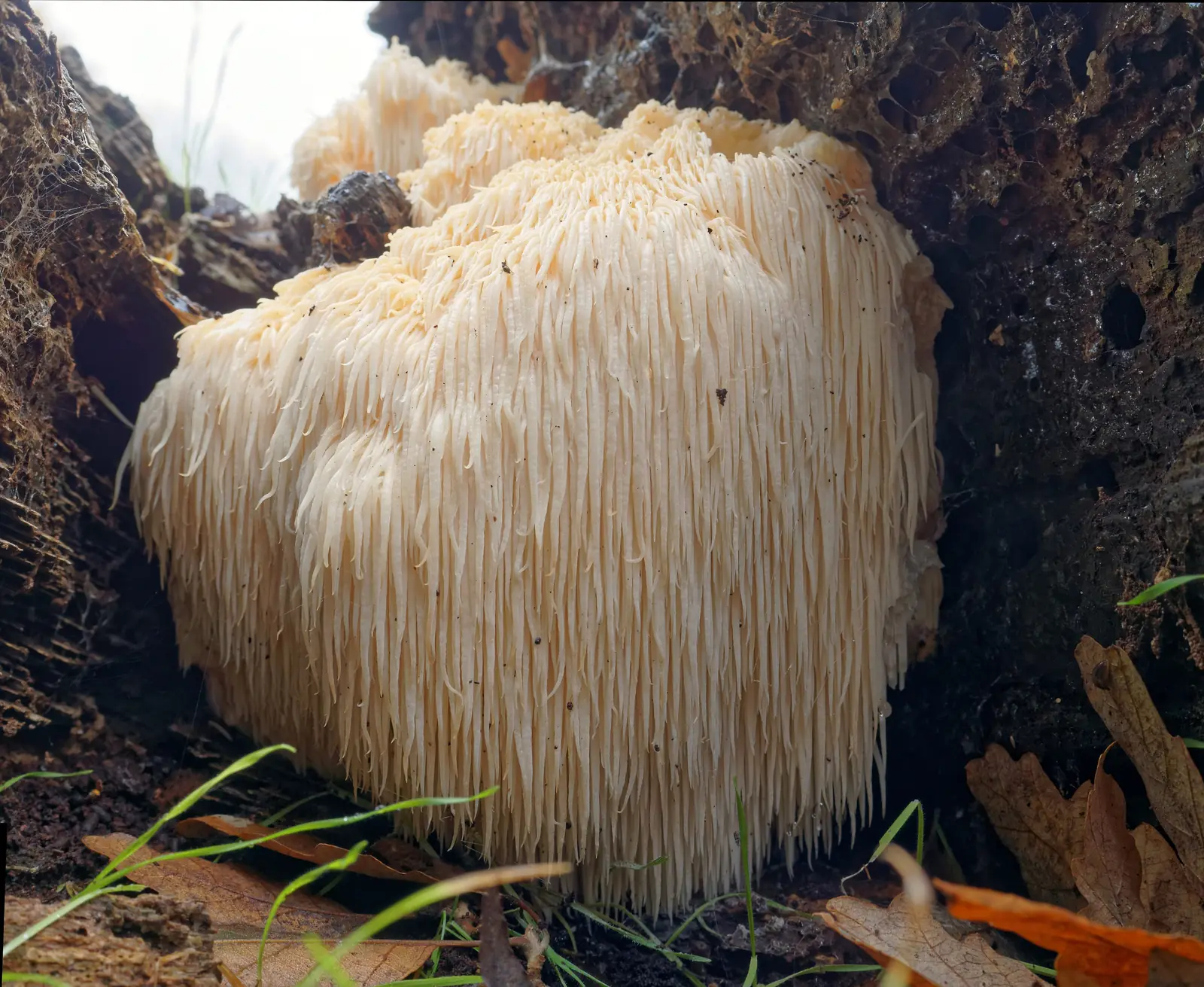Melena de león (Hericium erinaceus) sobre un tronco caído