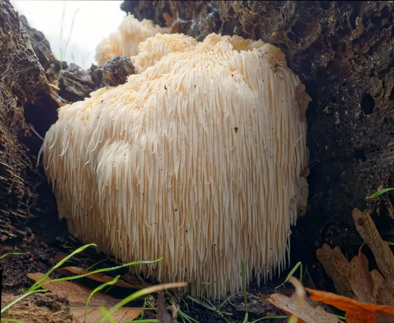 Melena de león (Hericium erinaceus) sobre un tronco caído