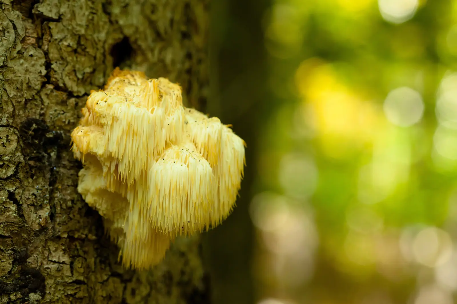 Hericium erinaceus en el bosque: necesita árboles viejos y madera muerta