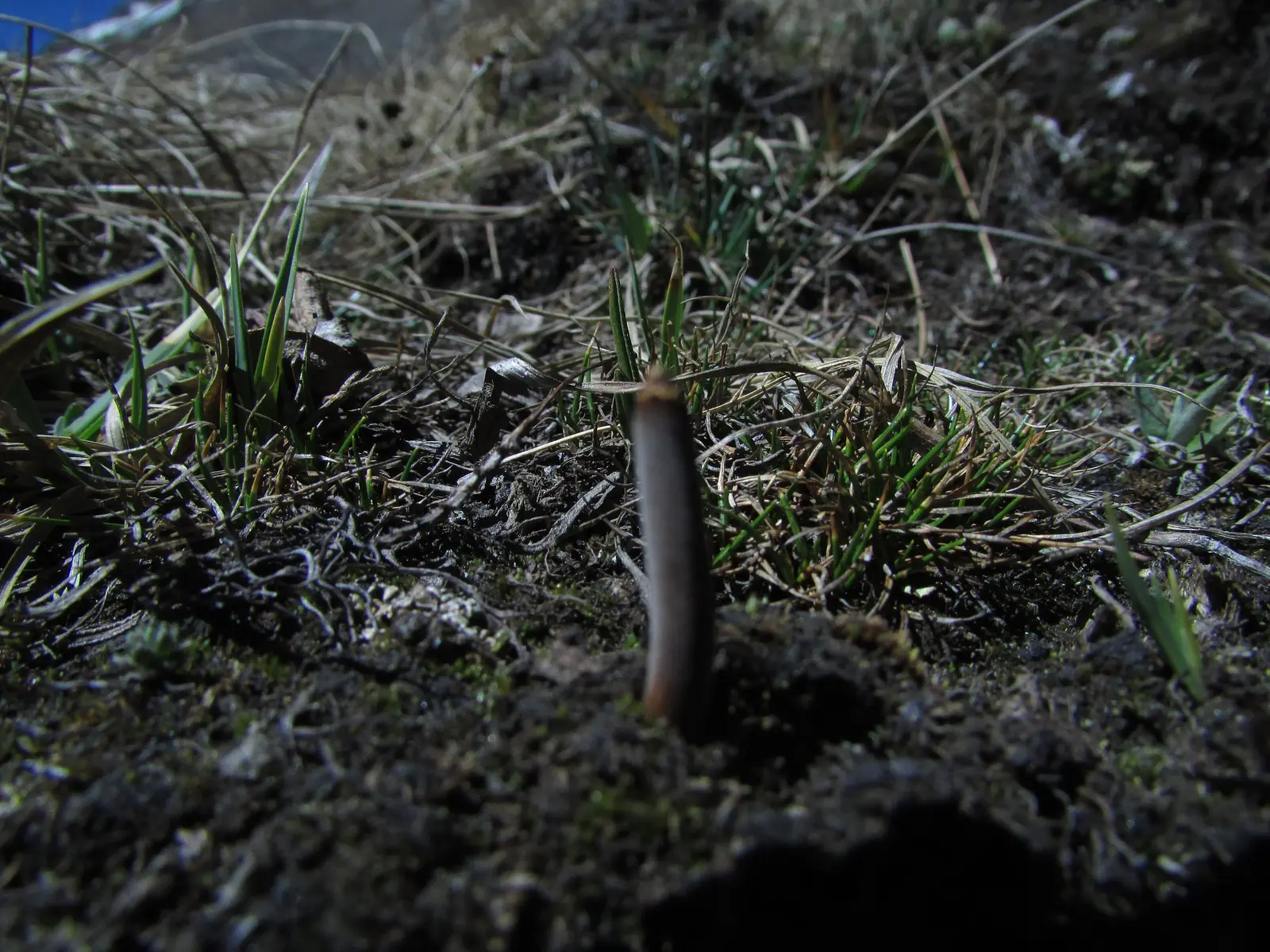 Ophiocordyceps sinensis silvestre asomando del suelo en el Himalaya