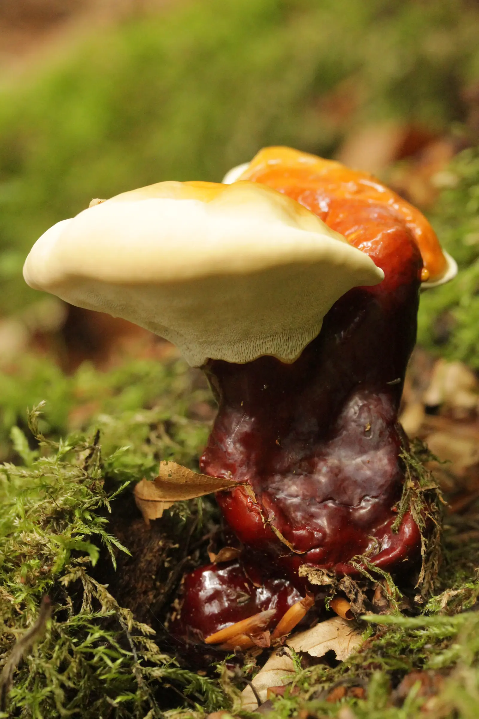 Ganoderma lucidum silvestre europeo. El reishi cultivado en Asia suele ser G. lingzhi