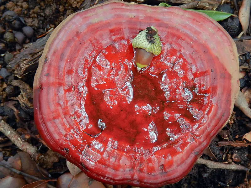 Ganoderma en el bosque: el sombrero rojo lacado que dio fama al reishi