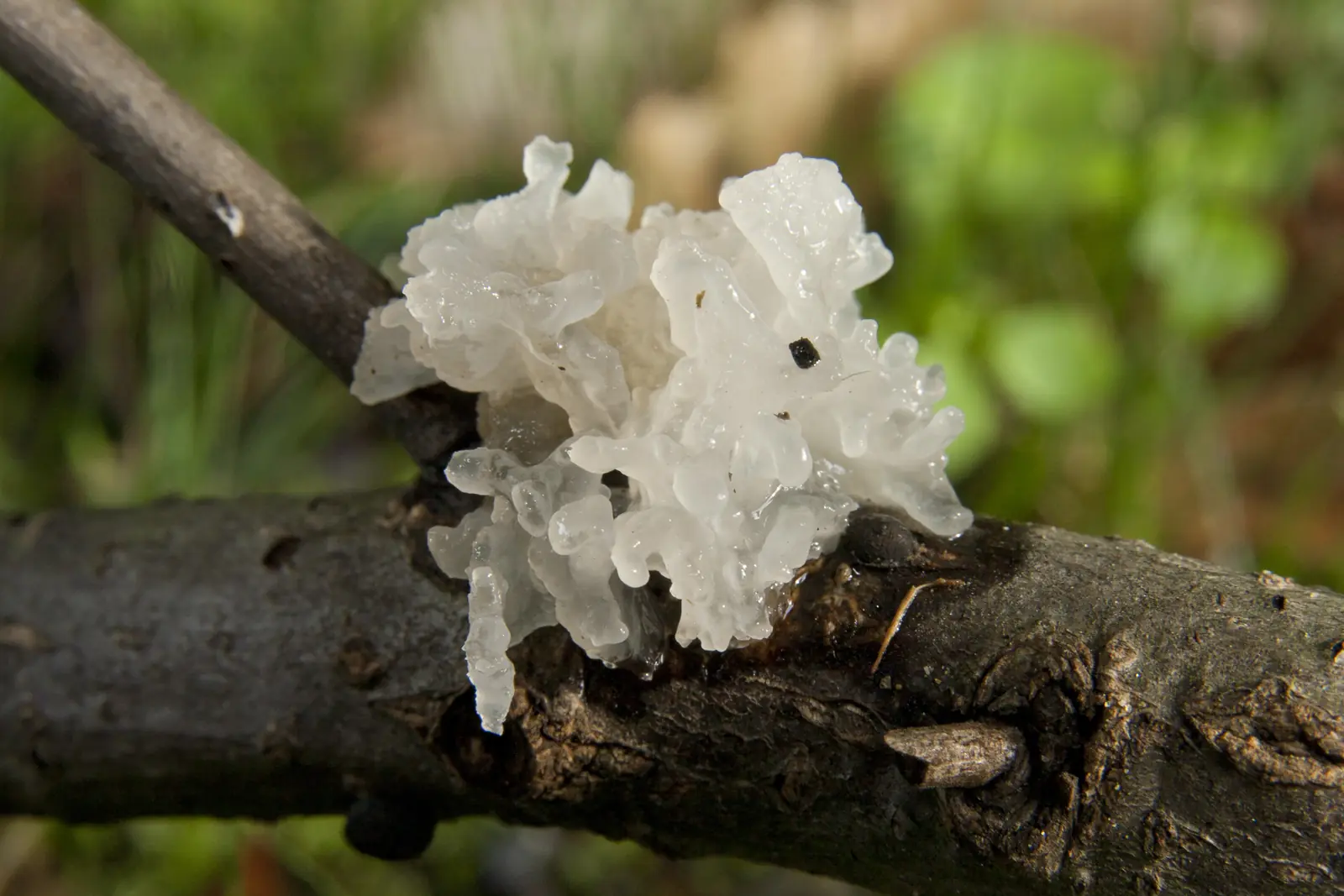 Tremella fuciformis sobre una rama: gelatinosa y translúcida