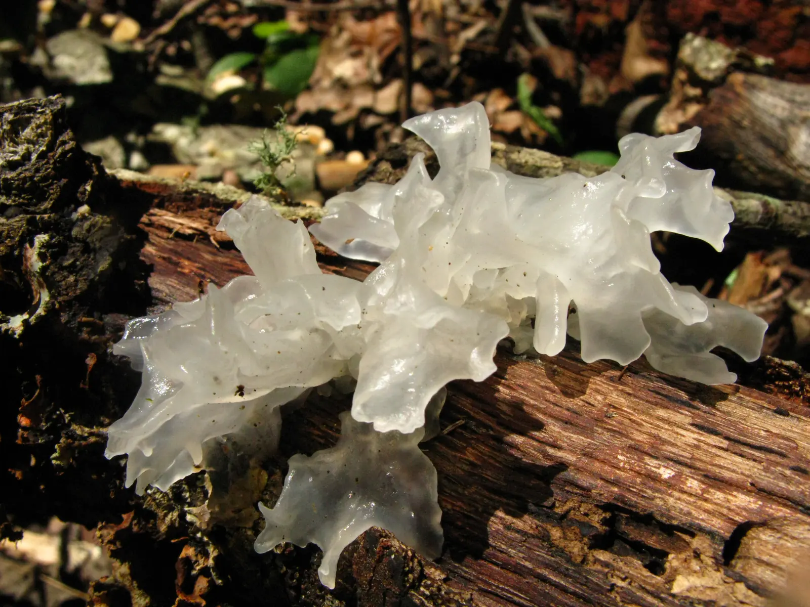 Tremella fuciformis en el bosque